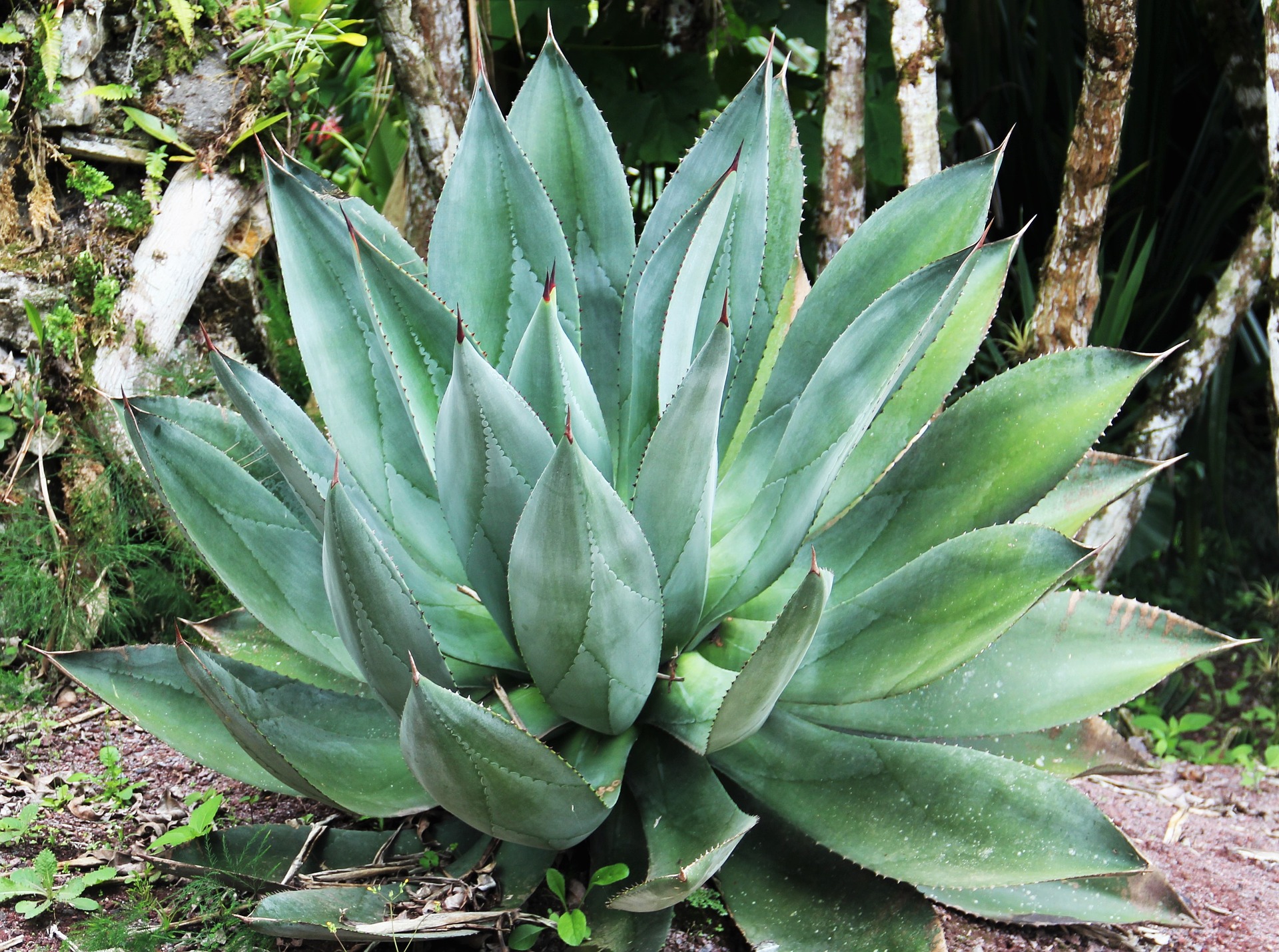Aloe vera Aleo vera s vyživujícími účinky na vaše nohy